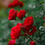 Ruža mnohokvetá (Rosa floribunda) 'FREUDENTANZ - výška 10-20cm, P11